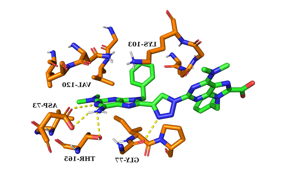 靶化合物在E的ATP结合位点的结合方式.大肠杆菌回转酶B使用Autodock Vina