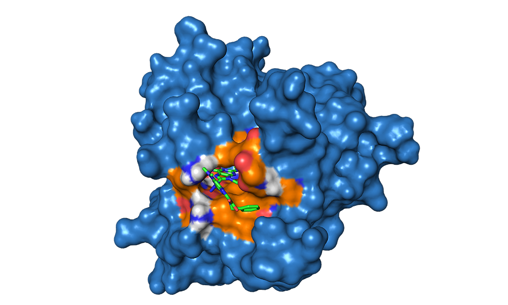 Target compound in the ATP-binding site of E. 杆菌 gyrase B using Autodock Vina